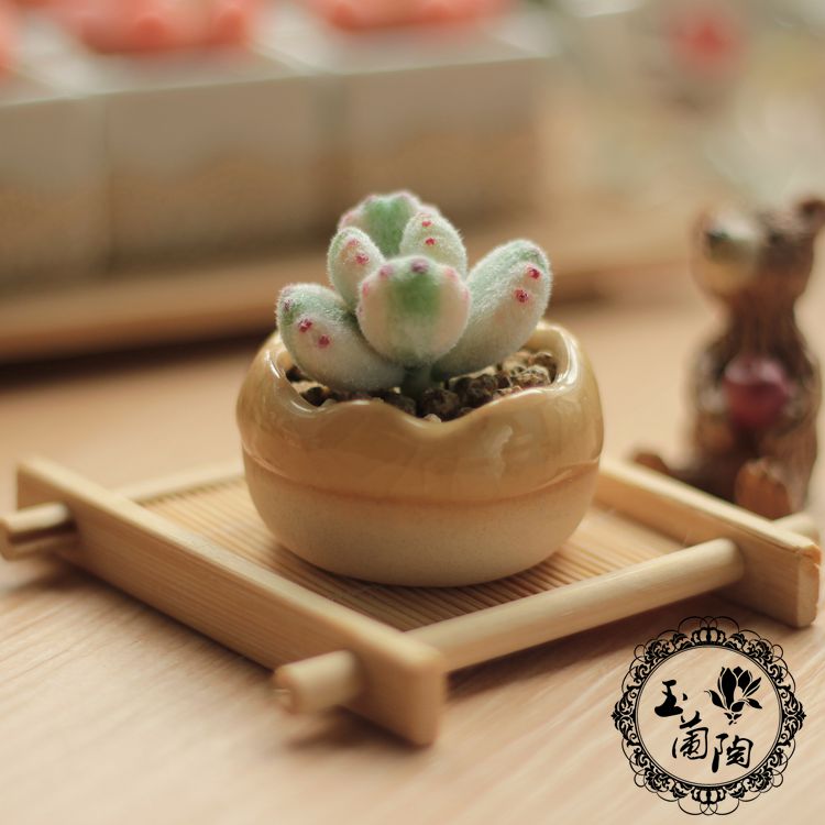 仿真多肉植物熊童子玉兰陶手作