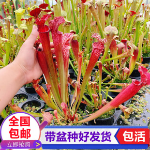 丹娜瓶子草 食虫植物驱蚊草 趣味猪笼草水培绿植盆栽食虫草捕蝇草