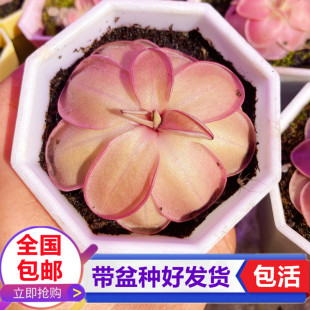 凹瓣半附生捕虫堇捉小黑飞虫食虫植物食虫草捕蝇草驱蚊盆栽植物