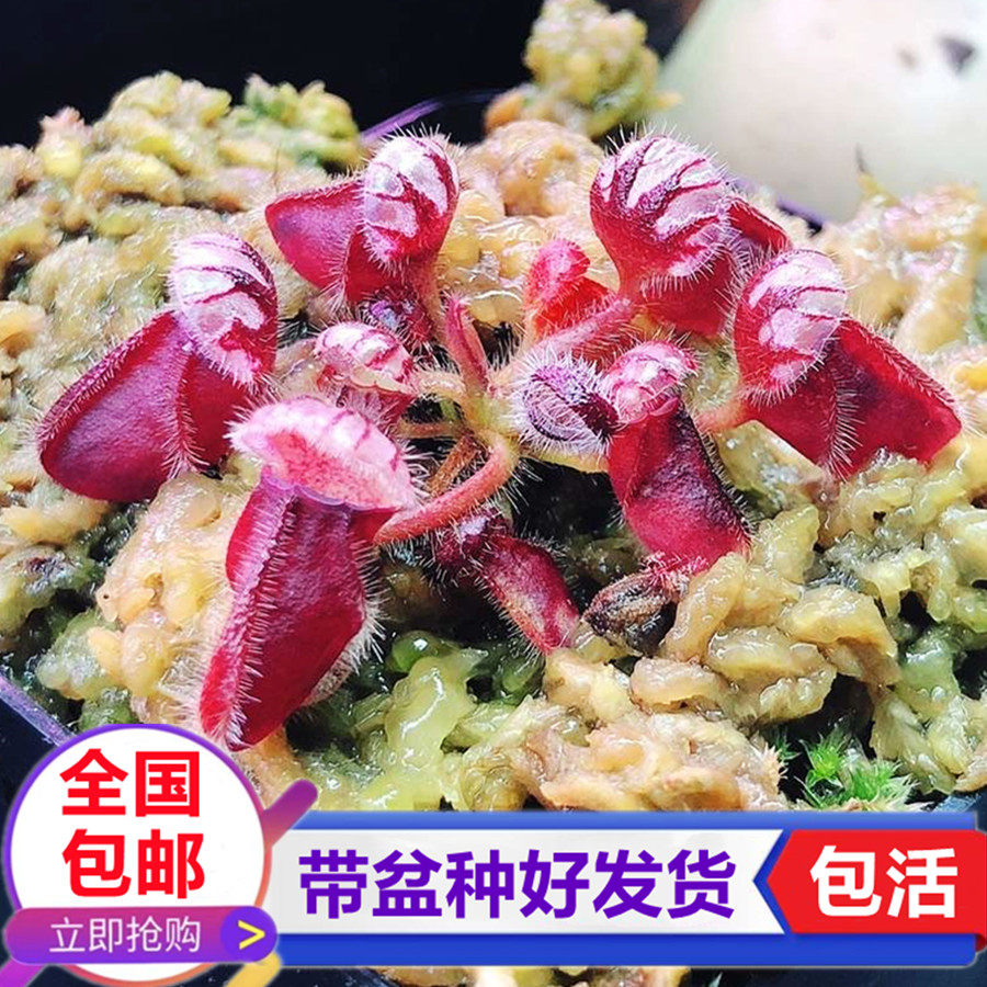 大男孩土瓶草喜阴食虫植物捕蝇草驱蚊捕虫食虫草室内水培绿植盆栽,鲜花速递/花卉仿真/绿植园艺,食虫植物,淘宝优惠券,粉丝福利购,淘宝优惠卷
