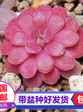 乔安娜捕虫堇红色食虫植物粘小黑飞虫食虫草小型捕蝇草食虫草绿植