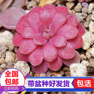 乔安娜捕虫堇红色食虫植物粘小黑飞虫食虫草小型捕蝇草食虫草绿植