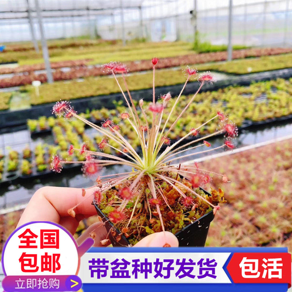 孔雀茅膏菜 食虫植物捉虫子驱蚊草 食虫草捕苍蝇 驱虫盆栽捕蝇草