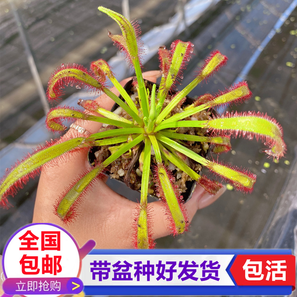 宽叶好望角茅膏菜 全红白化茅膏菜食虫植物捕蝇草捉飞虫绿植喜阴
