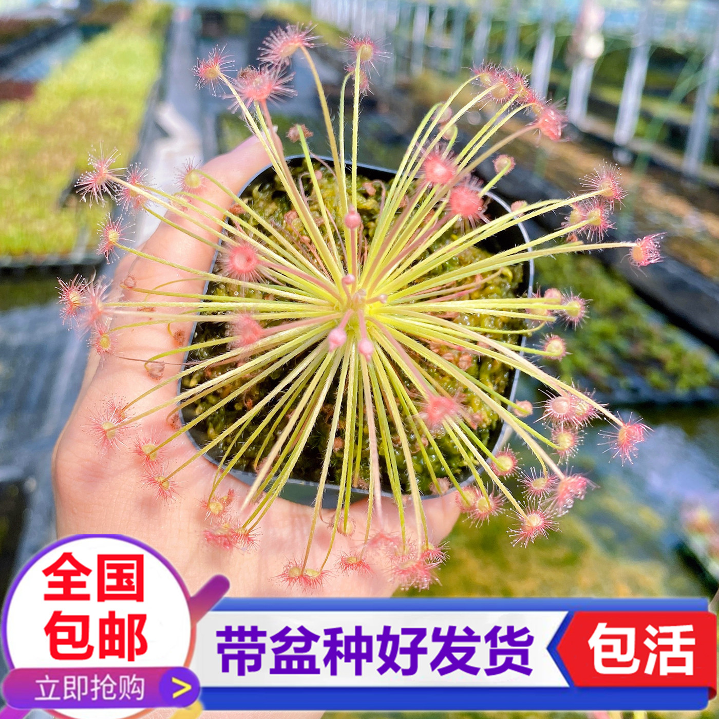 黄孔雀茅膏菜食虫植物捉小飞虫驱蚊草食虫草猪笼草盆栽捕蝇草绿植