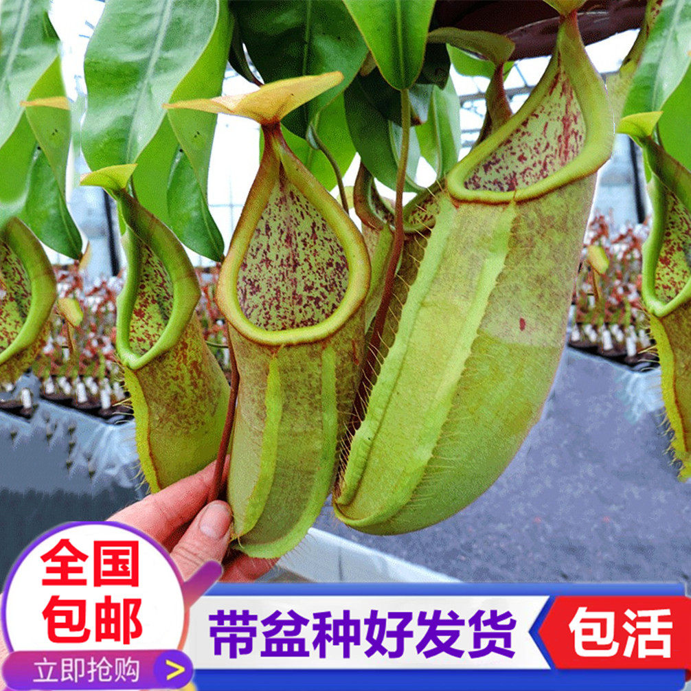 绿精灵猪笼草食虫植物捕蚊子食人花捕虫草食虫花驱蚊趣味桌面绿植