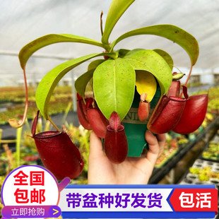 宝石安娜猪笼草食虫植物捕虫草驱蚊草红色食虫草趣味绿植花卉盆栽