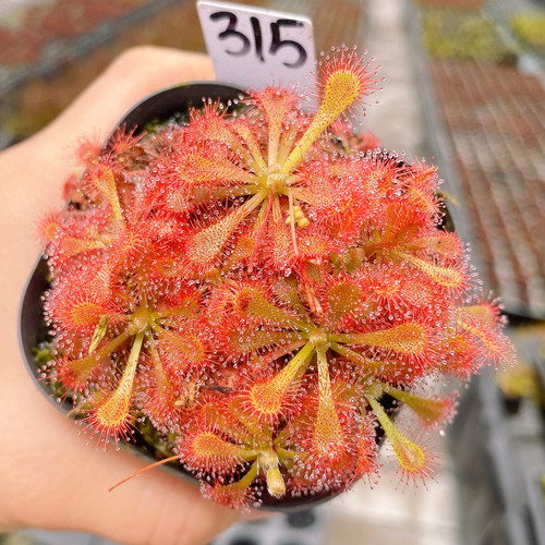 一物一拍315号，洛芙丽茅膏菜群生，发的就是图片这盆