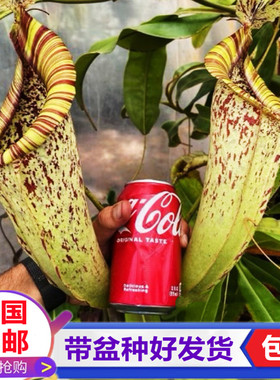 黛瑞安娜猪笼草食虫植物捕虫草驱蚊捉苍蝇食虫草喜阴绿植学生盆栽