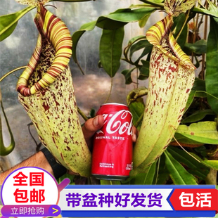 黛瑞安娜猪笼草食虫植物捕虫草驱蚊捉苍蝇食虫草喜阴绿植学生盆栽