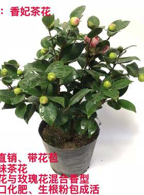 茶花带花苞简易活树苗阳台窗台餐桌摆放卧室新品盆栽植物室内好养