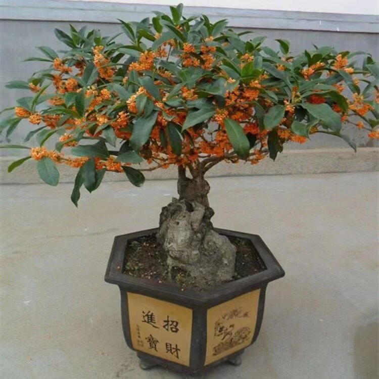 嫁接桂花盆栽盆景地栽桂花树苗四桌面绿植