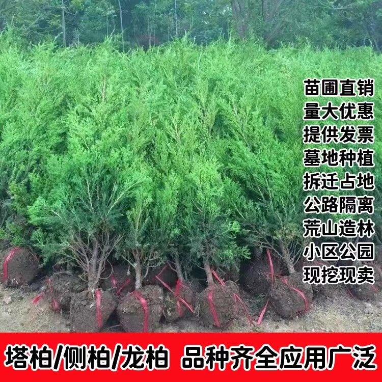 塔柏树苗松树苗侧柏树苗宝塔松清