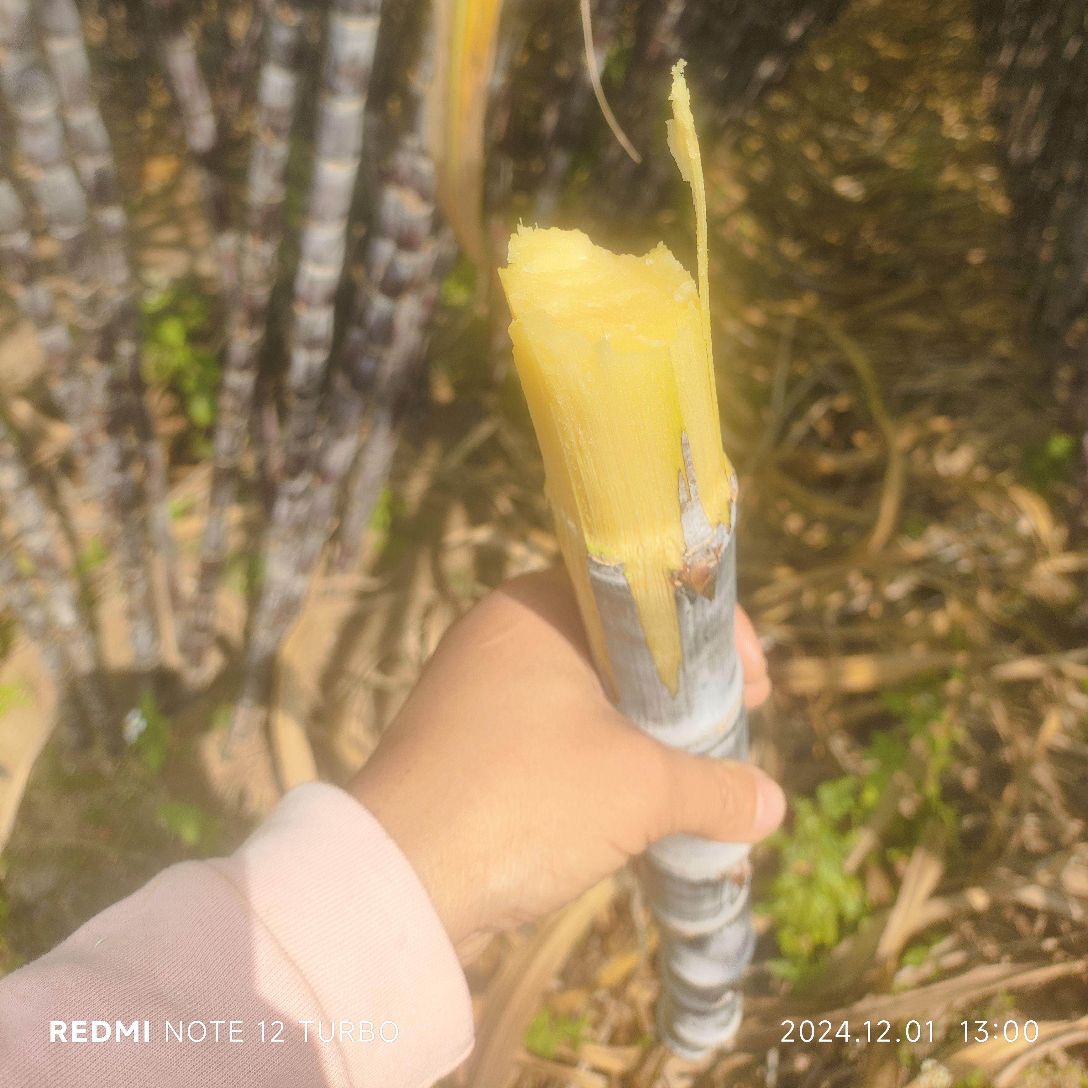 广西新鲜水果甘蔗现砍现发 脆甜黑甘蔗9斤25元包邮,水产肉类/新鲜蔬果/熟食,甘蔗,淘宝优惠券,粉丝福利购,淘宝优惠卷