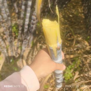 包邮 广西新鲜水果甘蔗现砍现发 脆甜黑甘蔗9斤25元