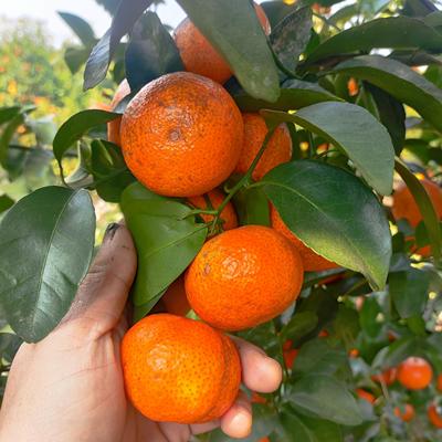 广西婆家 新鲜砂糖橘 现摘沙糖桔 自然成熟 坏包赔 包邮