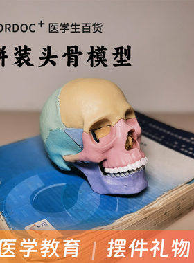 人体头骨模型教学拼装模型