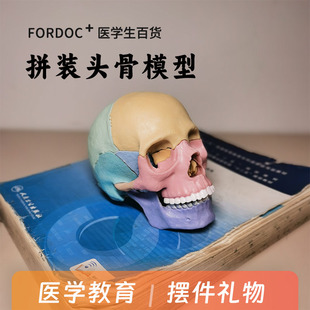头骨模型教具骷髅头颅3d可拆医用解剖素描绘画美术医学生礼物摆件