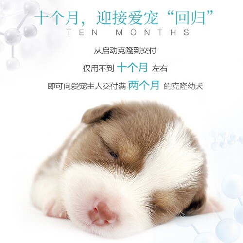 宠物去世犬细胞克隆 宠物克隆喜乐蒂犬可卡犬等品种服务 马上找客