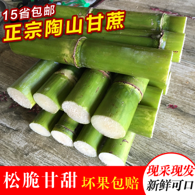顺丰包邮正宗温州陶山甘蔗新鲜现砍现发青皮绿皮甘蔗手撕松脆甘蔗