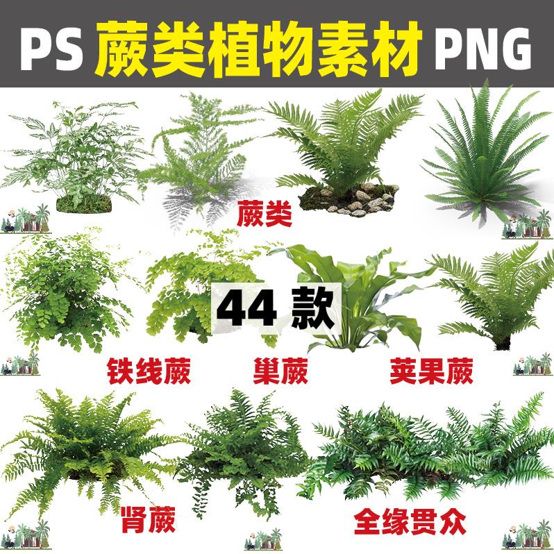 Z166园林PS蕨类植物巢蕨肾蕨铁线蕨全缘贯众PNG免抠PSD分层素材