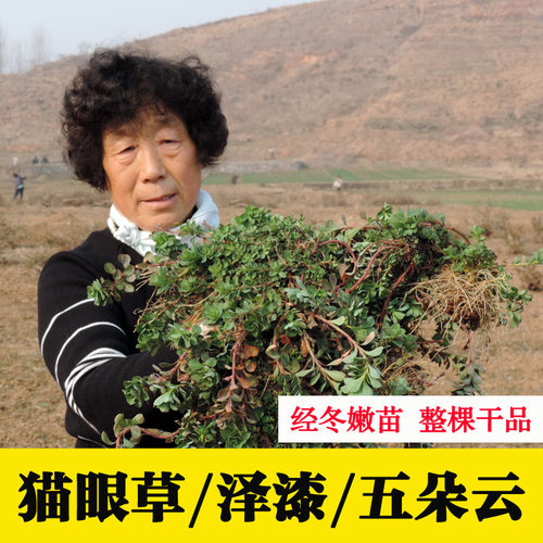 泽漆整棵新货中药材泽漆猫眼儿草五朵云马虎眼新鲜晒干500g