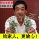 无硫熏车前草中药材野生新货整株车前草新鲜干货整颗可泡茶