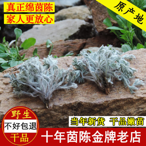 茵陈野生中药材2026年三月嫩芽绵棉茵陈蒿草白蒿道地整棵新鲜干品