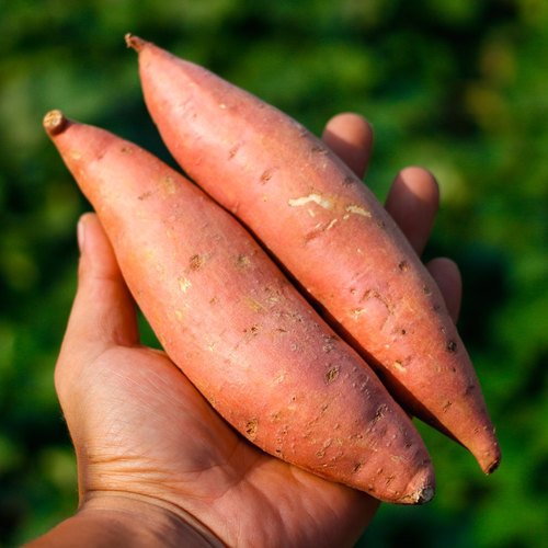 山东烟薯25号烤薯专用红薯