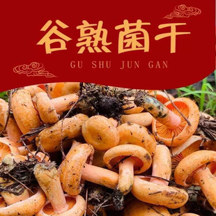 云南野生铜绿菌谷熟菌松乳菇重阳菌农家干货煲汤火锅食材乌枞菌