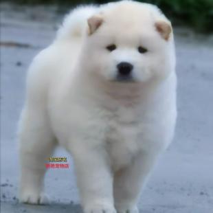 纯种白土松幼犬熊犬五赤长毛狗不掉毛黄狗白面土狗萌宠中华田园犬