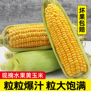 现摘新鲜水果玉米10斤生吃即食甜玉米棒子爆浆甜糯苞谷米蔬菜包邮
