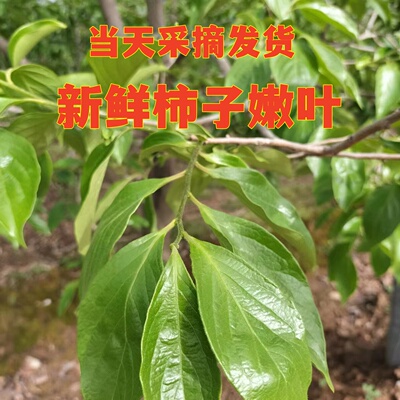 新鲜柿子包邮纯天然山西晋南