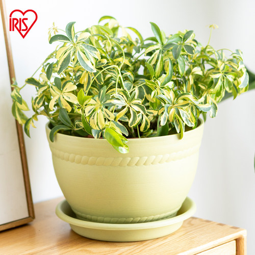 爱丽思创意加厚树脂花盆