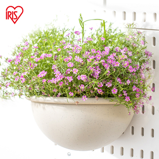 爱丽思吊兰壁挂花盆 花盆壁挂墙加厚塑料花盆爱丽丝 创意仿陶式
