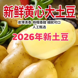 新鲜山东滕州正宗黄心黄皮土豆农家自种现挖大马铃薯洋芋粉糯可口