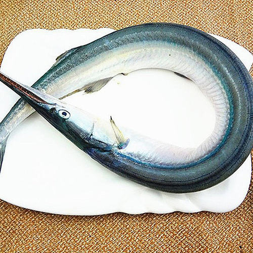 莱州湾针良鱼亮鱼鲜活干马步鱼古董鱼480g绿骨鱼青条杆狼鱼港口