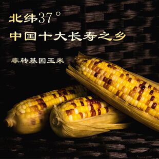 莱州五彩软糯玉米香甜1包2根1箱3包6根可选8根礼盒京津江浙沪包邮