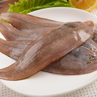 莱州湾鳎米尖子鱼鳎目鱼龙利鱼大塔米鱼