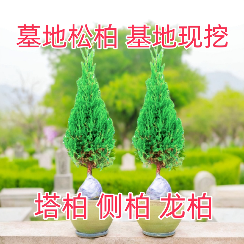 塔柏树苗宝塔松侧柏墓地前栽绿化柏坟地清明松柏树苗四季常青带土图片