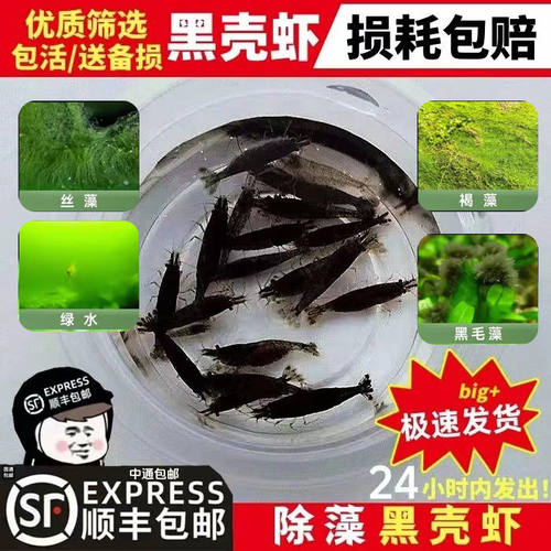 黑壳虾除藻虾观赏虾极火虾