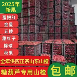 2025年鲜山楂新鲜大五棱山里红冰糖葫芦秋果甜红子歪把红山楂批发