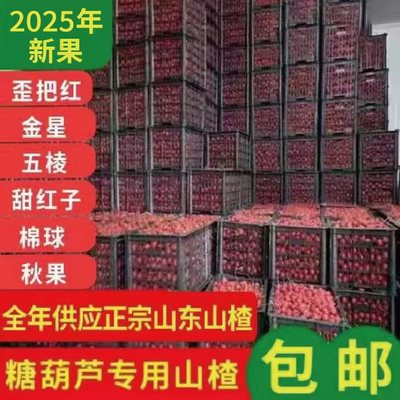 2025年鲜山楂新鲜大五棱山里红冰糖葫芦秋果甜红子歪把红山楂批发