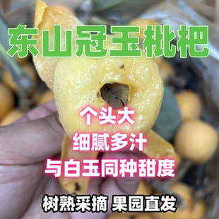 【售完54颗】苏州东山冠玉枇杷 媲美白玉枇杷 树熟采摘 果园直发