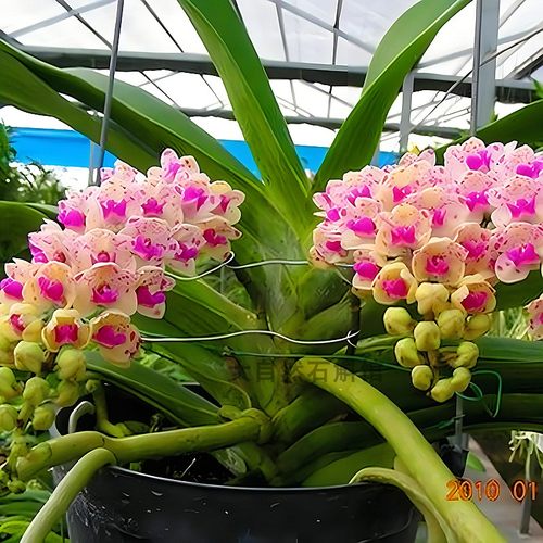 基地直发狐尾兰万代兰花苗洋兰盆栽附生兰花苗造景绿植网红花卉苗