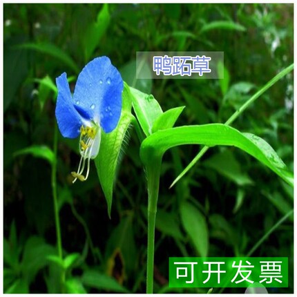 新鲜野生鸭跖草 大苞水竹叶 痰火草 围夹草草 青竹壳菜 青鸭跖草