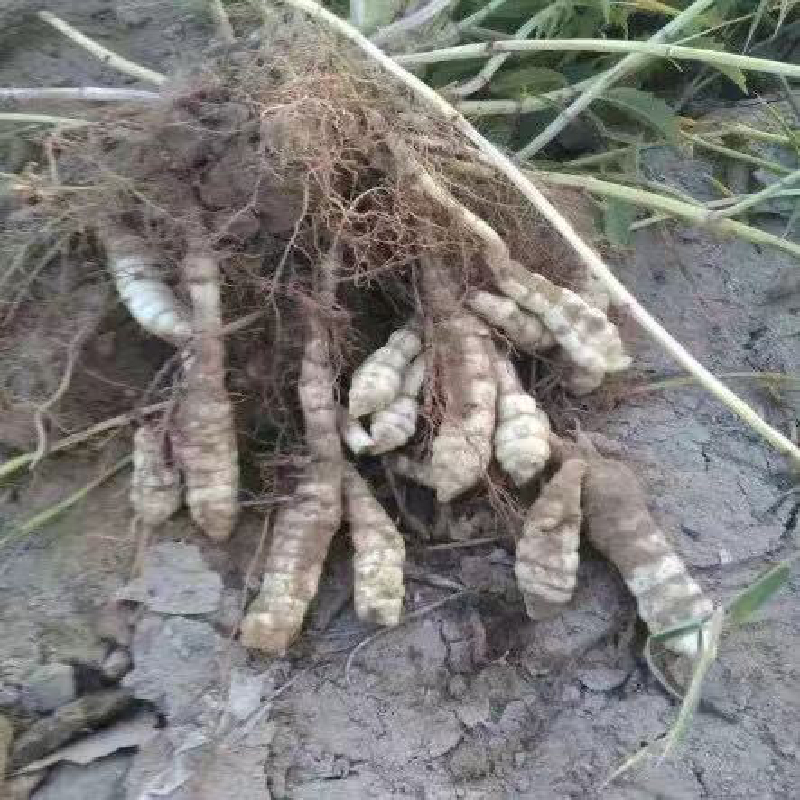土虫草大苗 土虫草 草石蚕 草石蚕大苗 满39元包邮