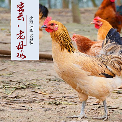 [二年现杀老母鸡}密云农村散养土鸡柴鸡老母鸡走地鸡草鸡 发顺丰