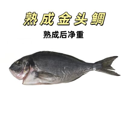 【可帮切】干式熟成工艺金头鲷深海鱼刺身整条可定制鱼类7天熟成