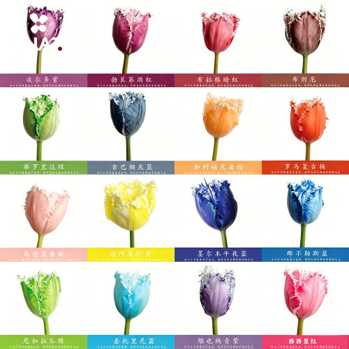 吸色剂鲜花染色剂花妆点